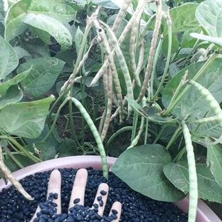 ĐẬU ĐEN XANH LÒNG 1KG