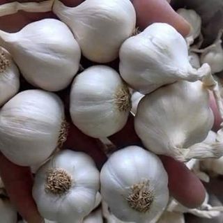 Tỏi Lý Sơn Chính Gốc