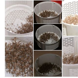 Đèn bắt muỗi ánh sáng Nano
