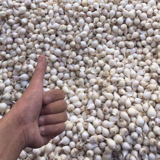 tỏi cô đơn số lượng lớn tốt nhất