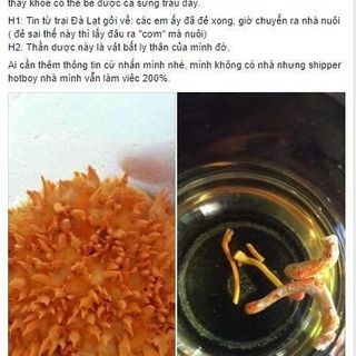 Đông trùng hạ thảo Hector sấy thăng hoa