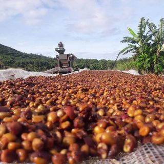 CÀ PHÊ NGUYÊN CHẤT - ĐỒNG BÀO giá sỉ