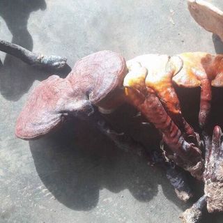 NẤM CHUẨN TỰ NHIÊN