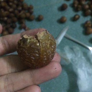 Bồ hòn Hướng Hóa