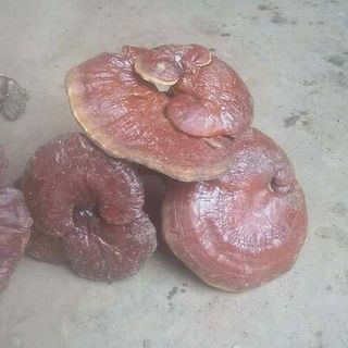 NẤM CHUẨN TỰ NHIÊN
