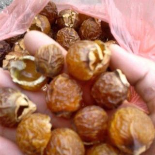 Bồ hòn Hướng Hóa