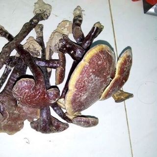 NẤM CHUẨN TỰ NHIÊN