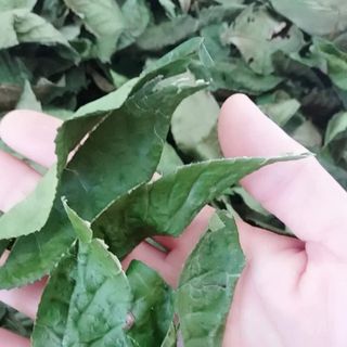 bột trà xanh