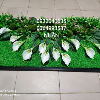 tranh hoa