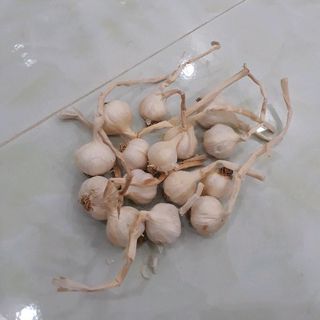 Tỏi Lý Sơn
