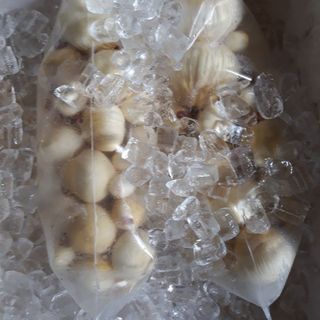 mộng dừa là gì