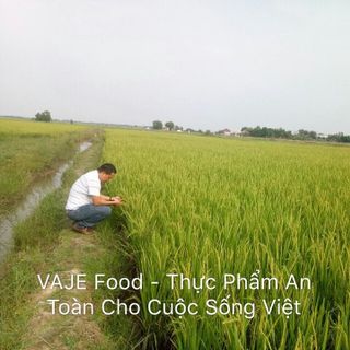 GẠO HỮU CƠ ĐẠT TIÊU CHUẨN USDA