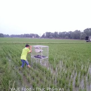 GẠO HỮU CƠ ĐẠT TIÊU CHUẨN USDA