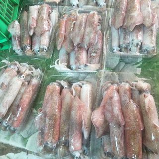 MỰC ỐNG 20-24CON/1KG