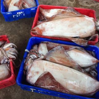 Mực Lá Đại Dương