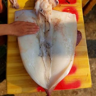 Mực Lá Đại Dương