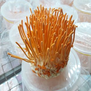 Đông trùng hạ thảo