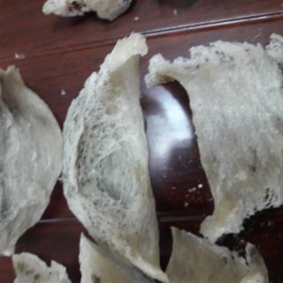 Tổ yến thô nguyên chất mới thu hoạch - chưa qua sơ chế