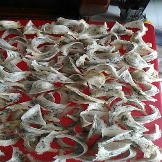 Tổ yến thô loại 10g/túi