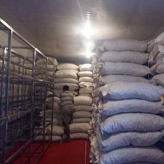 Hạt óc chó Harley Mỹ giá sĩ tốt nhất