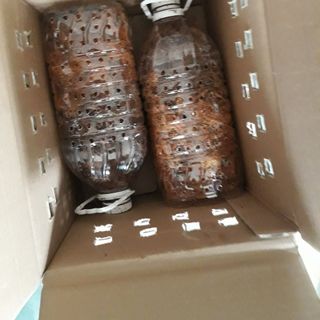 Đuông dừa Bến tre