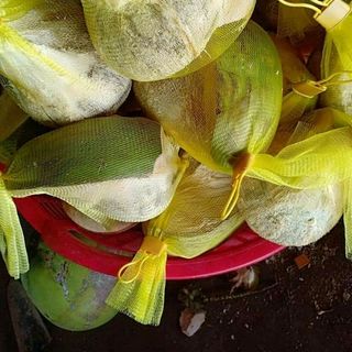 Dừa Sáp Đặc Sản Trà Vinh