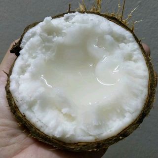 Dừa Sáp Đặc Sản Trà Vinh