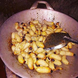 Đuông dừa Bến tre