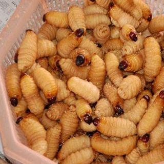 Đuông dừa Bến tre