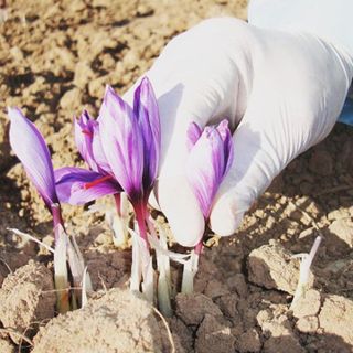 Nhụy Hoa Nghệ Tây - Saffron KingDom Iran Loại Negin - Chuyên Phân Phối Sỉ