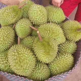 sầu riêng ri 6 miền Tây