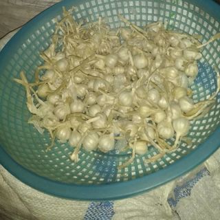 TỎI LÝ SƠN