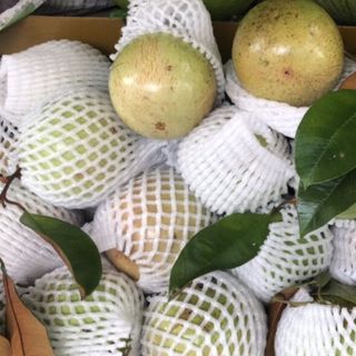 vú sữa lò rèn