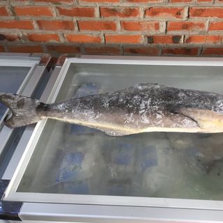CÁ BỚP NGUYÊN CON/CẮT KHOANH