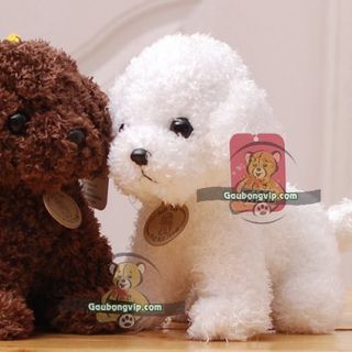 CHÓ BÔNG POODLE