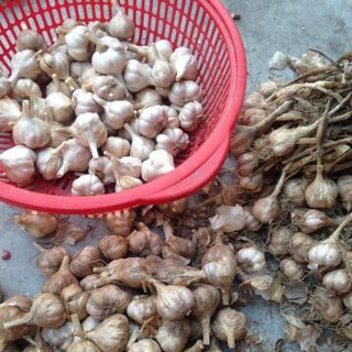 Hành tỏi khô