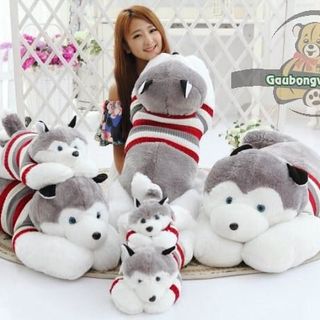 Chó Husky