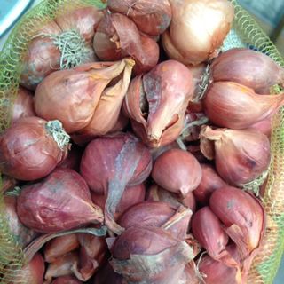 Hành khô Kinh Môn Hải Dương
