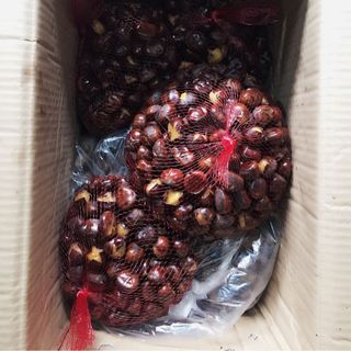hạt dẻ cao bằng