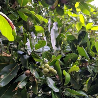Dầu mù u tinh khiết 100