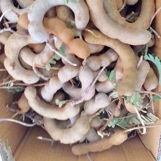 me thai ngot Me Thái Dốt Bột