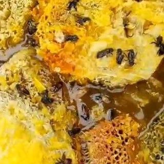 Mật ong rừng Nam Đông