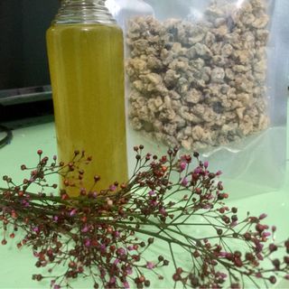 ÓC CHÓ RỪNG ĐIỆN BIÊN
