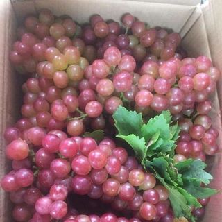 Nho Đỏ Chính gốc Ninh Thuận