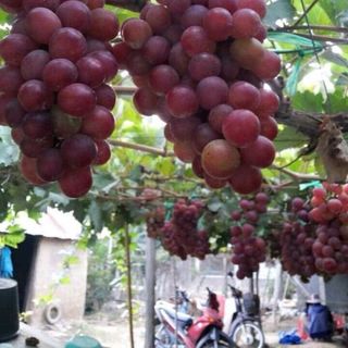 Nho Đỏ Chính gốc Ninh Thuận