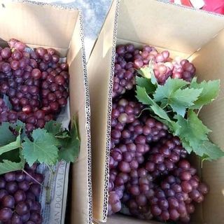 Nho Đỏ Chính gốc Ninh Thuận