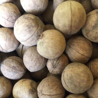 ÓC CHÓ RỪNG ĐIỆN BIÊN