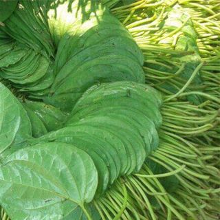 Dung Dịch Vệ Sinh Phụ Nữ Trầu Không