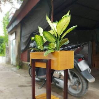 Kệ Hộp Gỗ Trồng Cây
