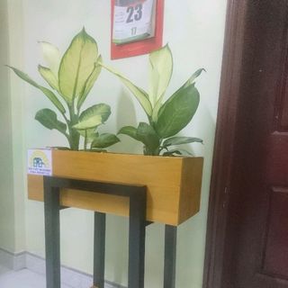 Kệ Hộp Gỗ Trồng Cây
